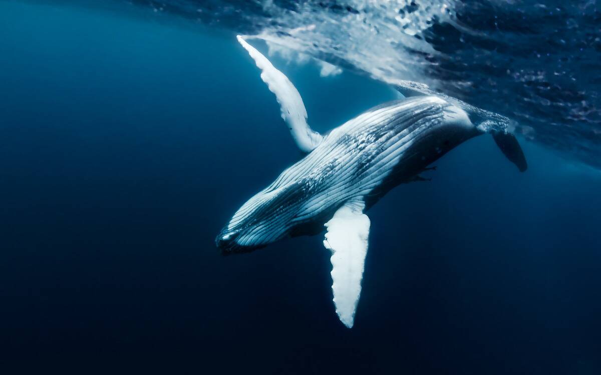 A whale flipping in dark blue water.