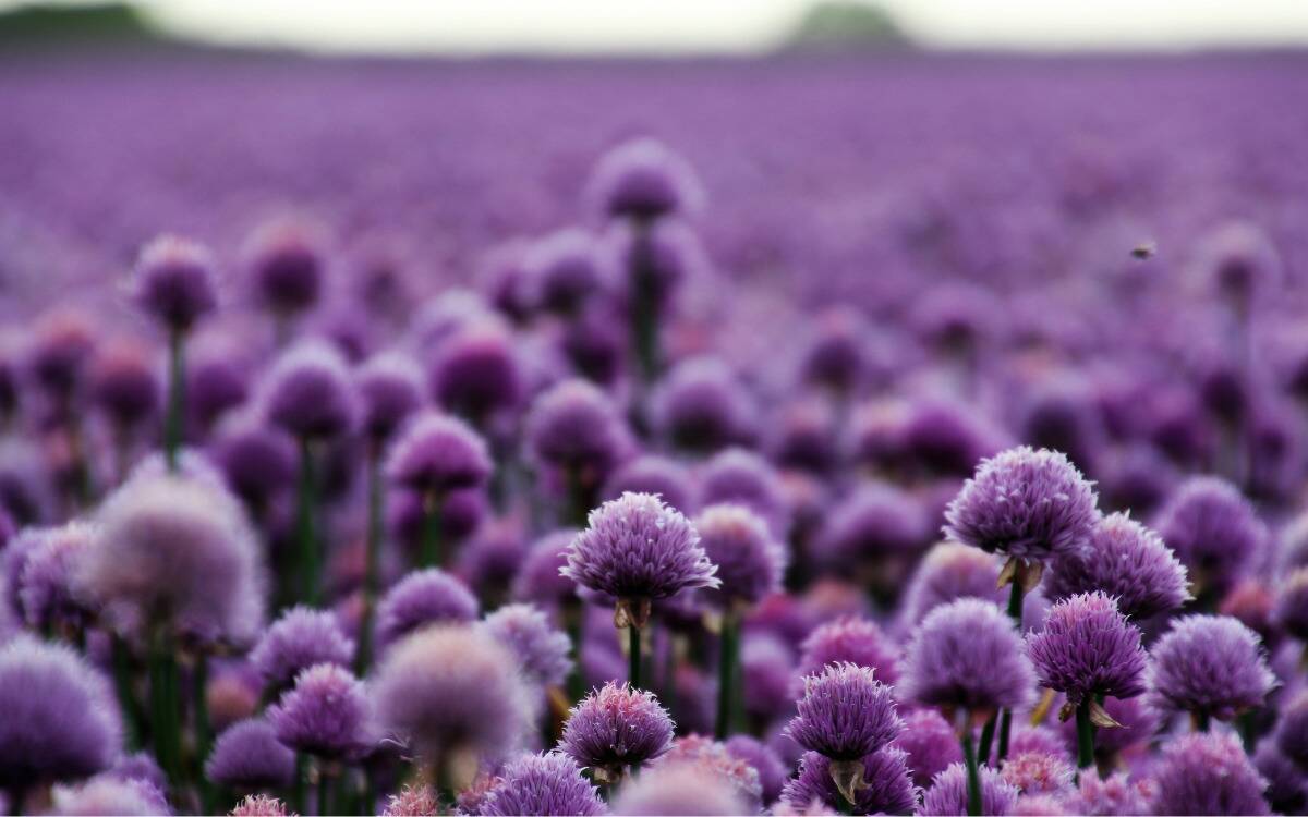 A field of purple thistles.