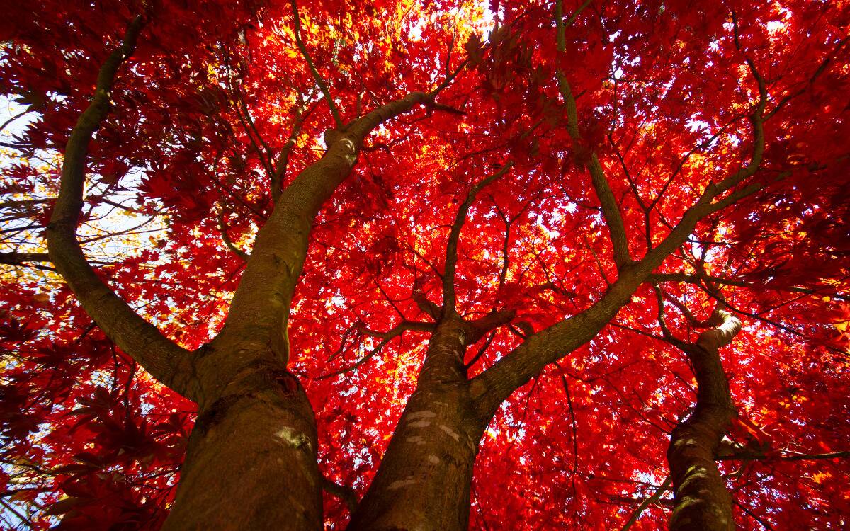 Red leaves on a tree as seen from under the branches.