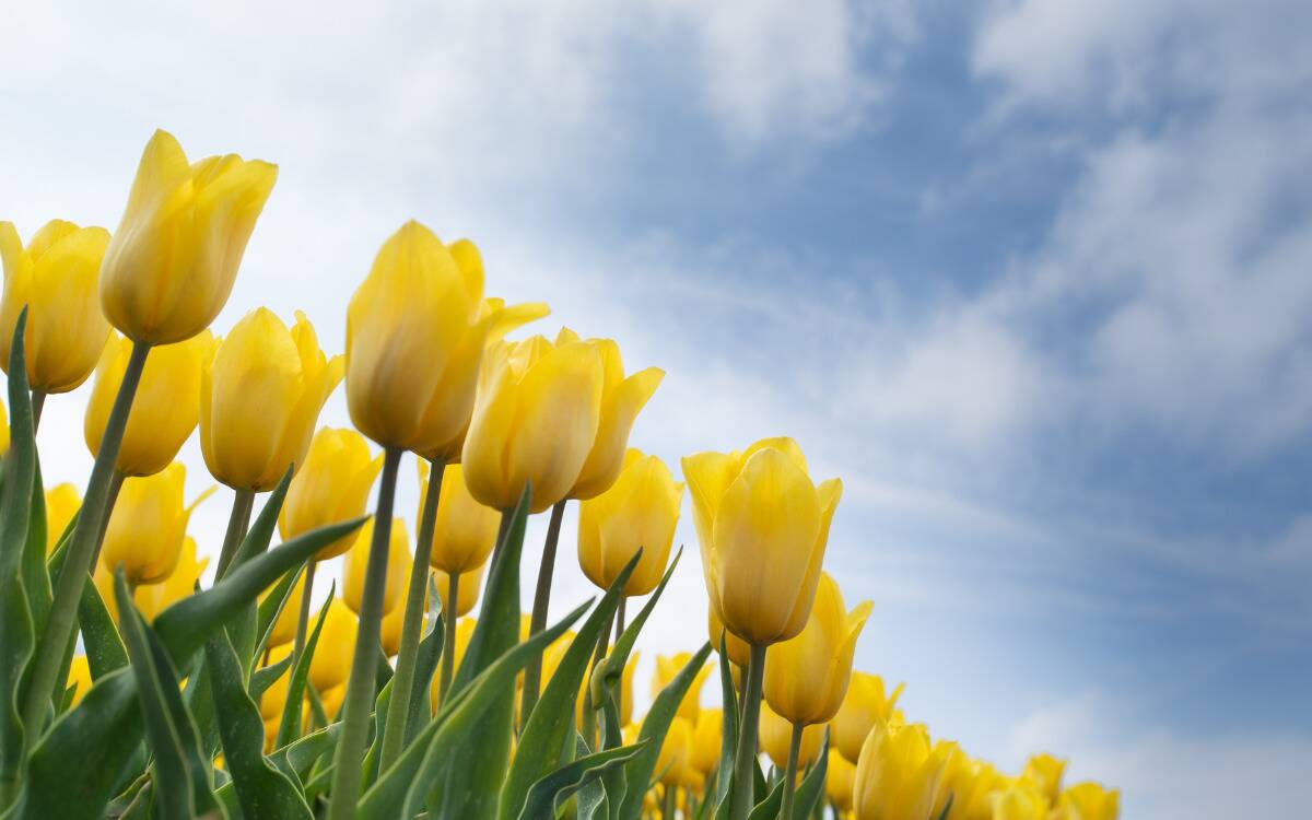 Yellow tulips against a blue sky.