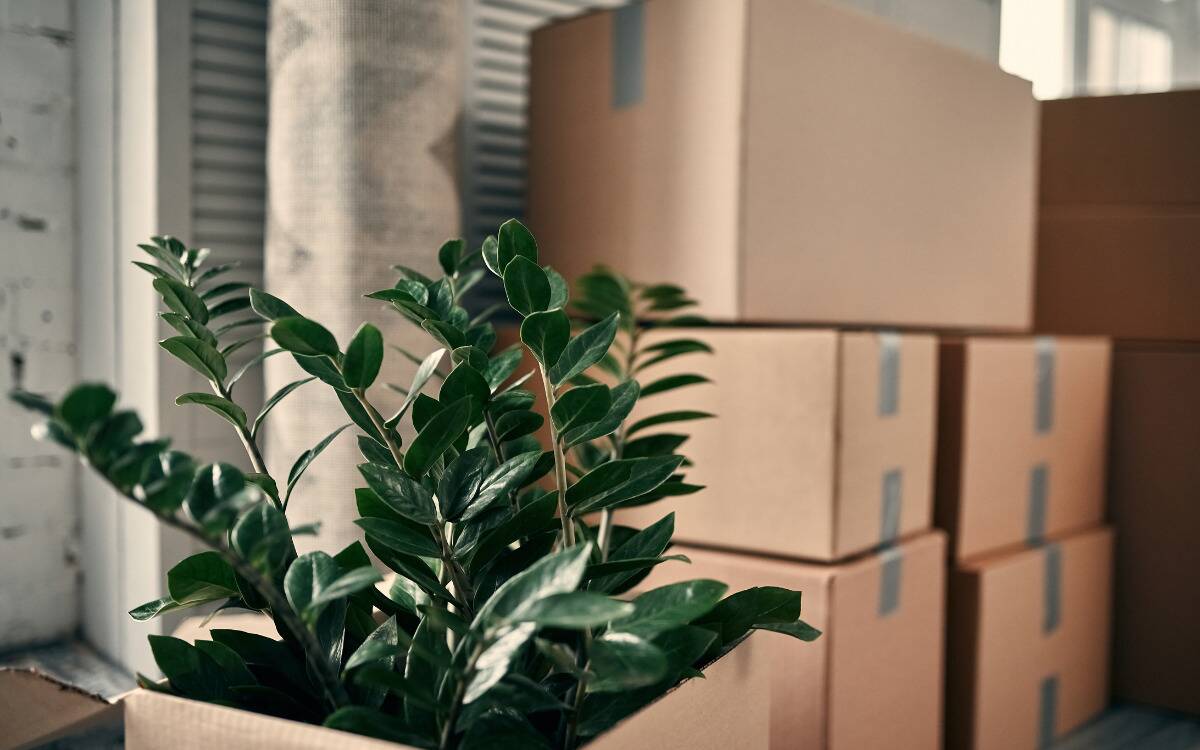 Stacks of moving boxes next to a houseplant.