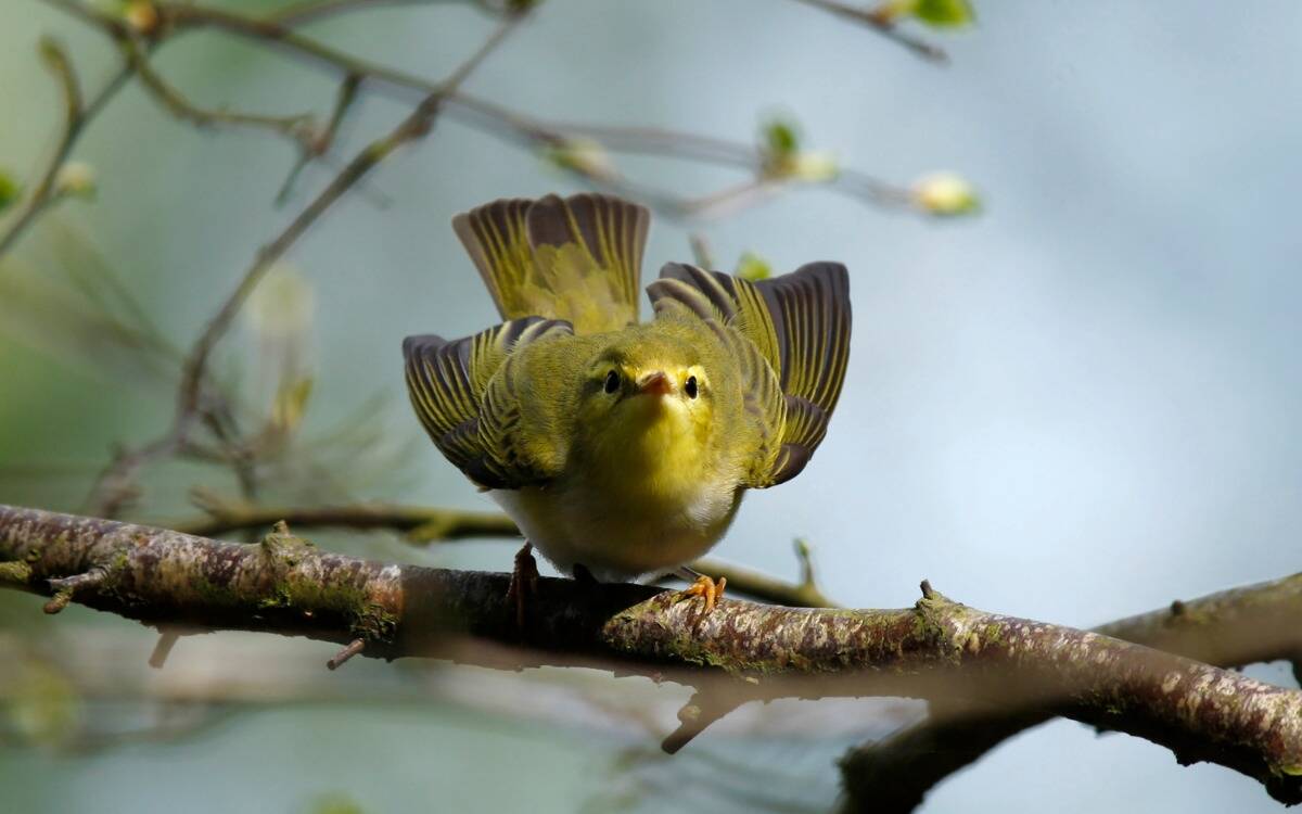 A wood warbler standing on a branch, facing the camera.
