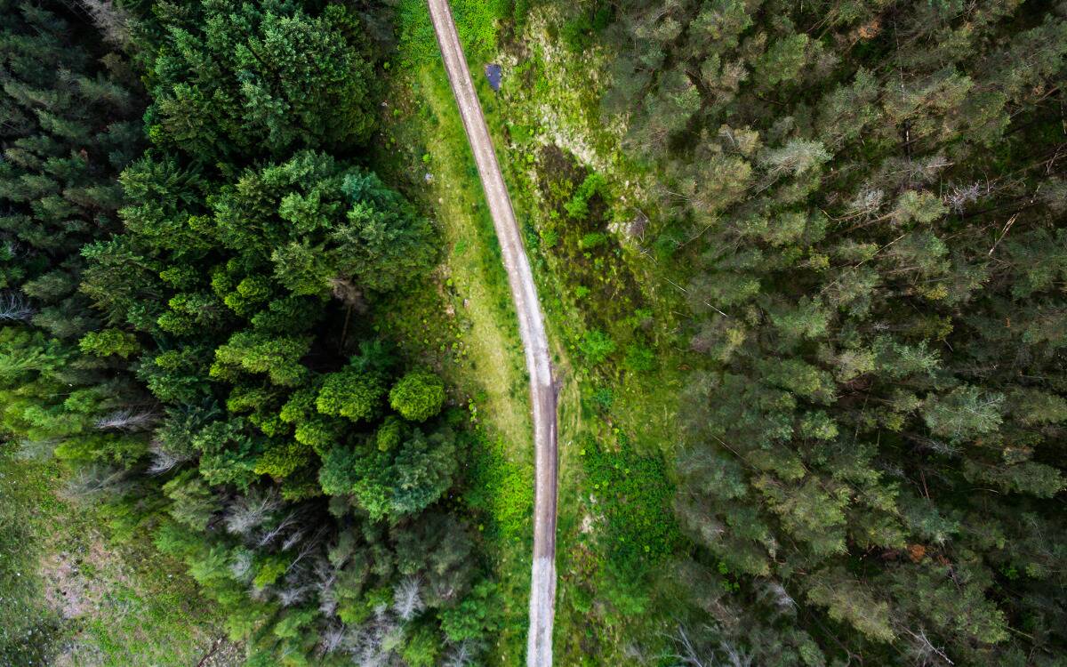 A road running through two halves of a forest, as seen from above.