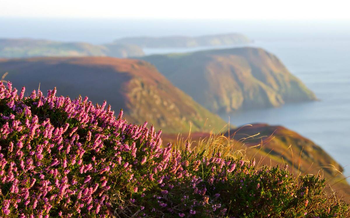 A hill of flowers in the Isle of Man.