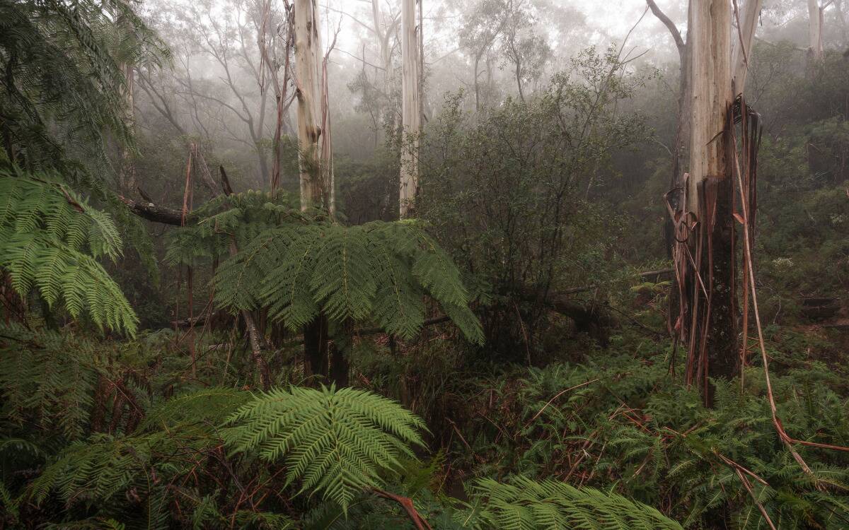 A foggy rainforest.