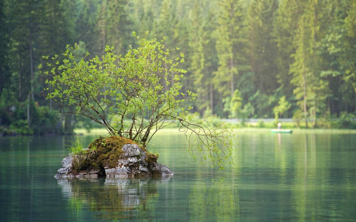 A single rock with a bush growing on it in the middle of a lake.