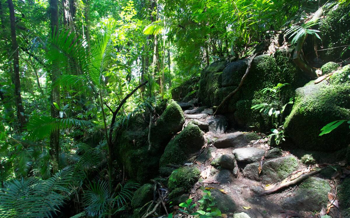 A rocky stepping path through a forest.