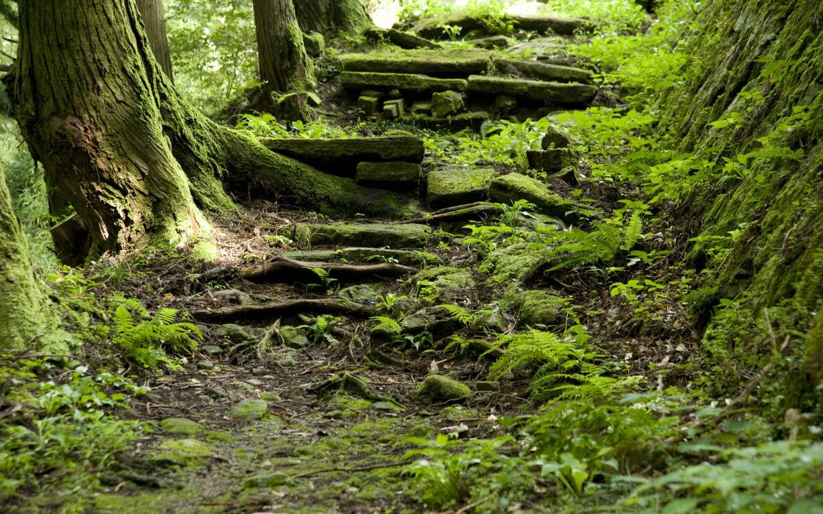 A natural set of root and stone steps in a mossy forest.