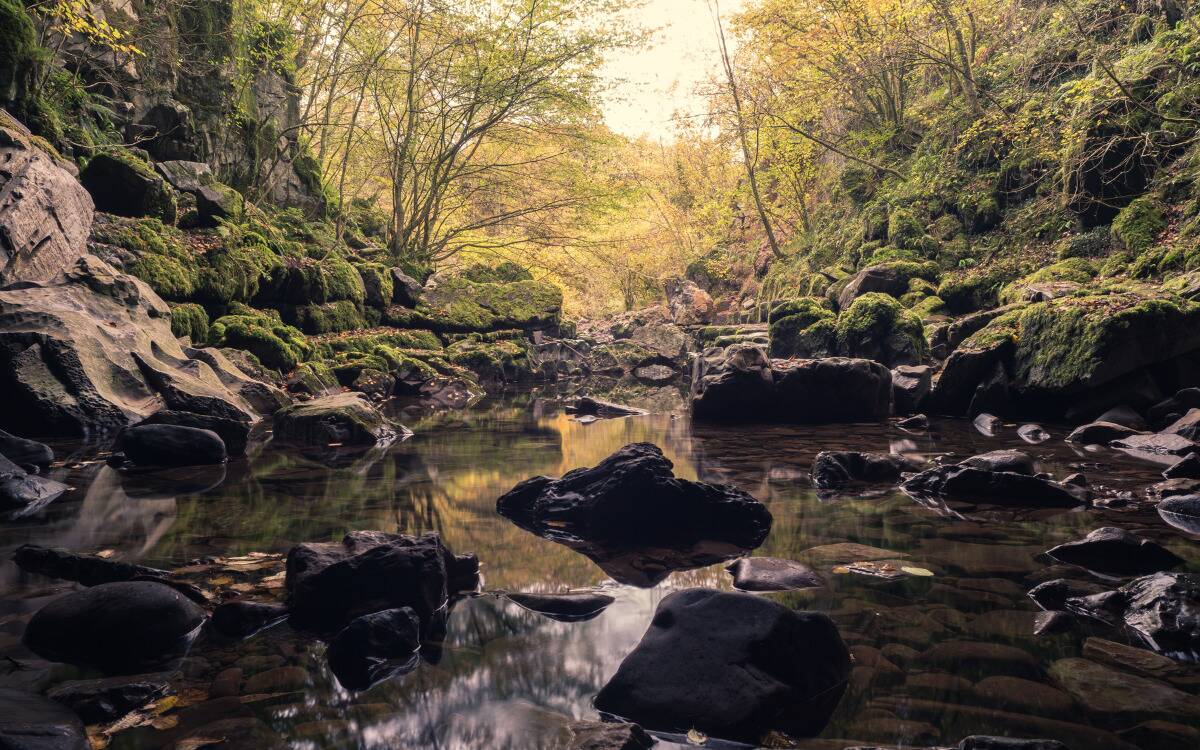 A low shot of a river running through a mossy forest.