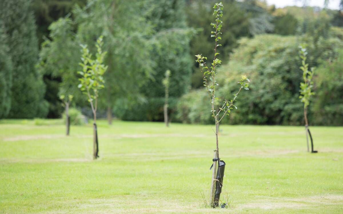 Rows of recently-planted saplings.