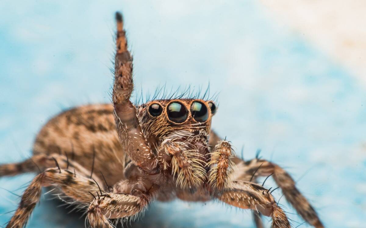 A closeup of a spider with one front arm raised in the air.