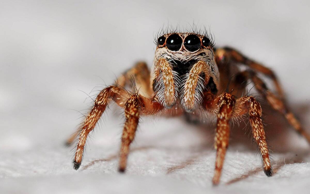 A closeup of a spider.