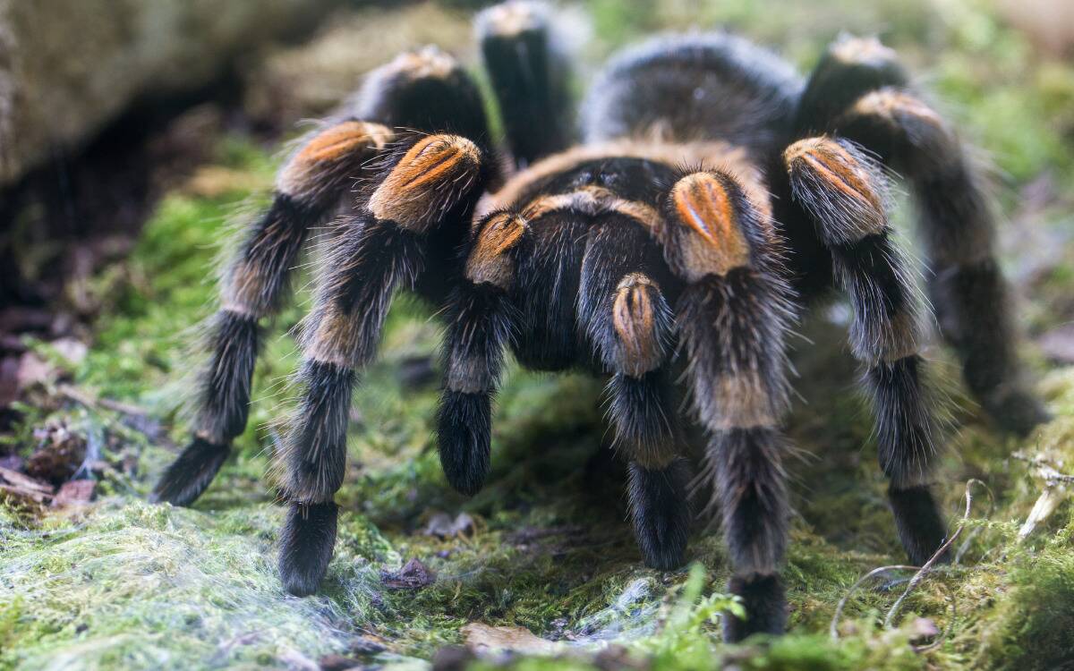 A closeup of a tarantula.