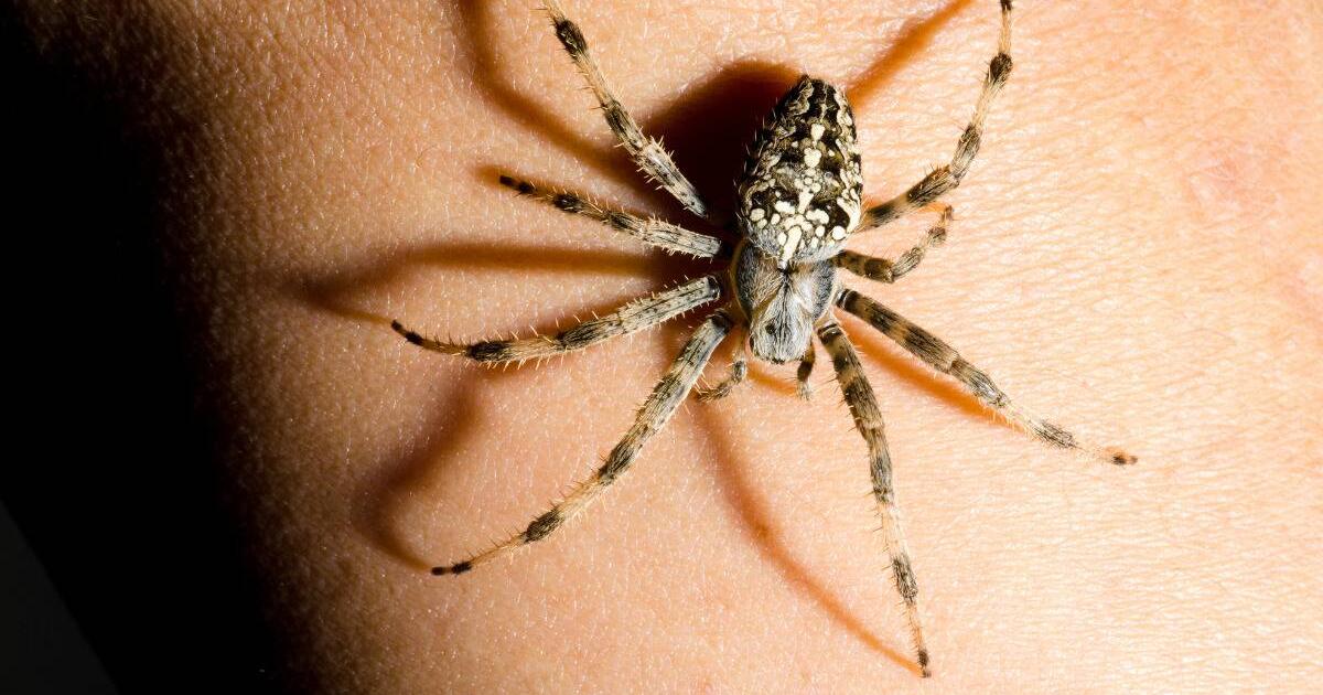 If Spiders Keep Appearing In Your Life, This Is What It Means