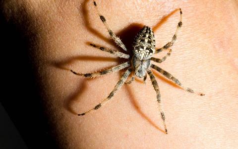 A spider crawling along someone's arm.