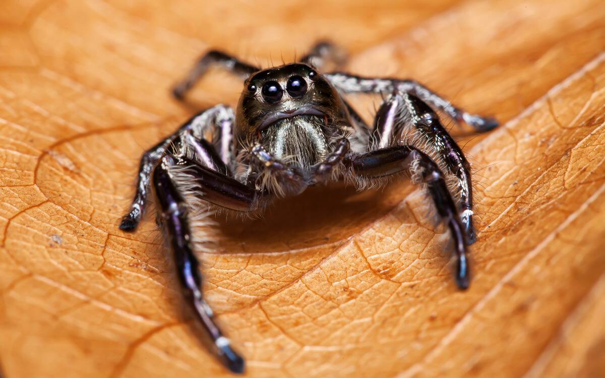 A spider standing inside a leaf.