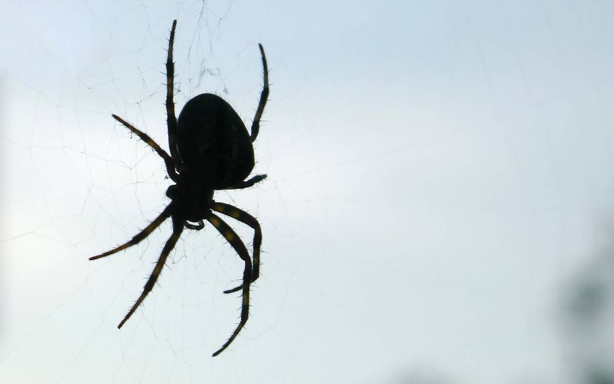A silhouette of a spider standing in its web.
