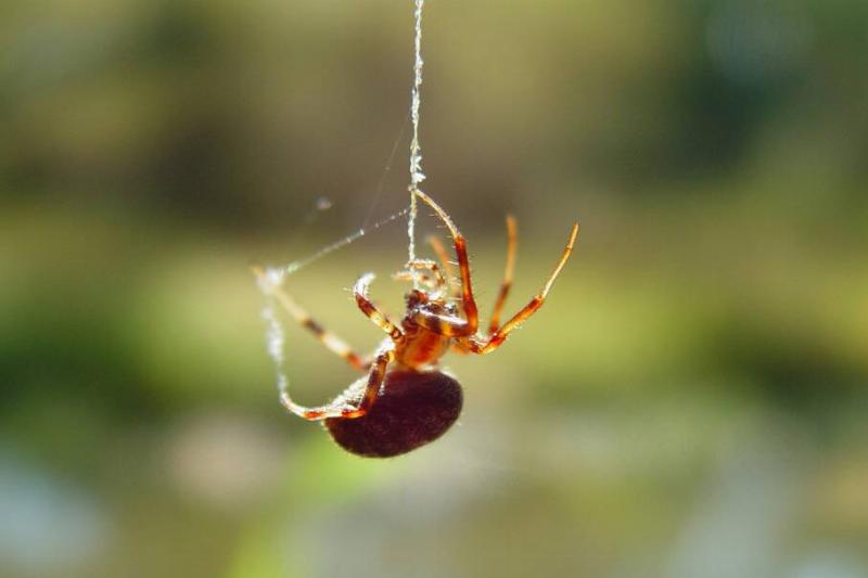 A spider dangling from a single web thread it's spinning.