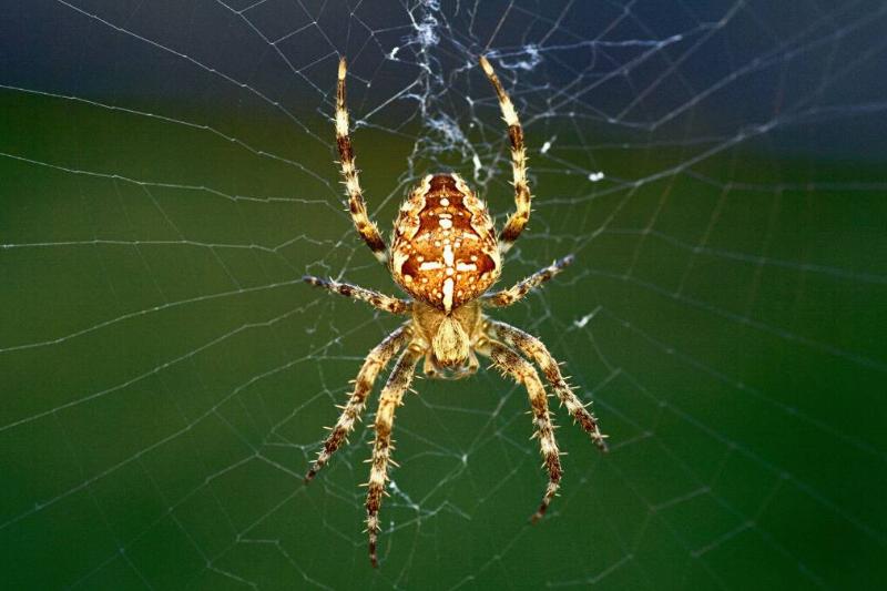 An orange spider standing in the center of its web, spinning more.