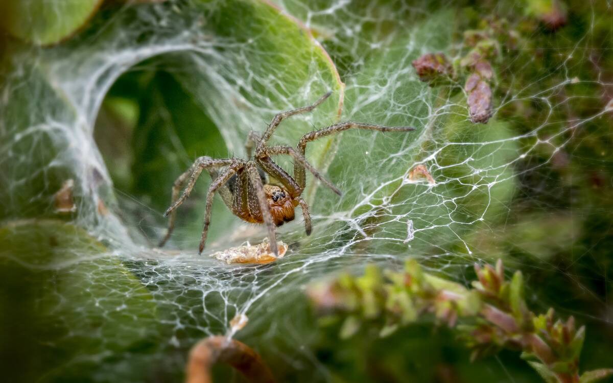 A spider standing inside its circular web formation.