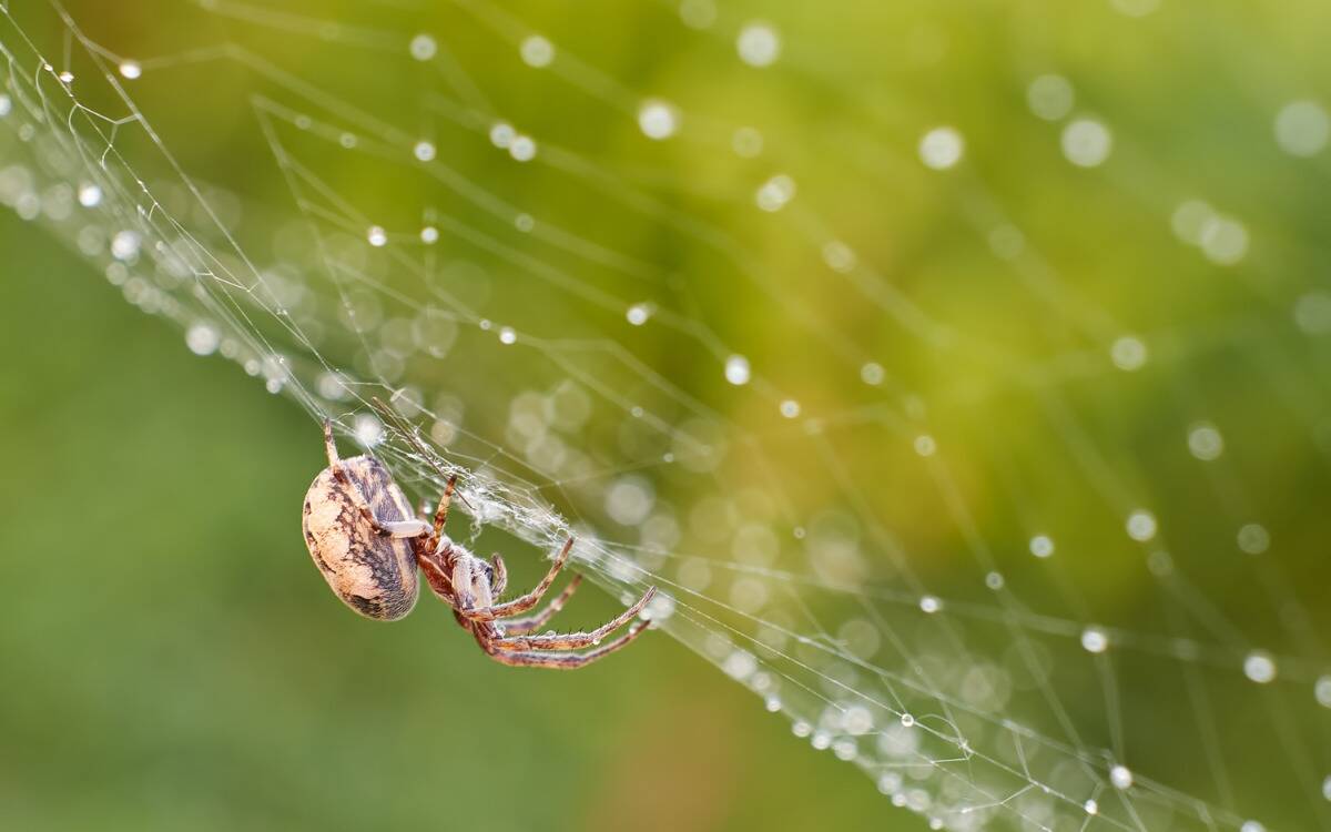 A spider standing on the underside of its web.