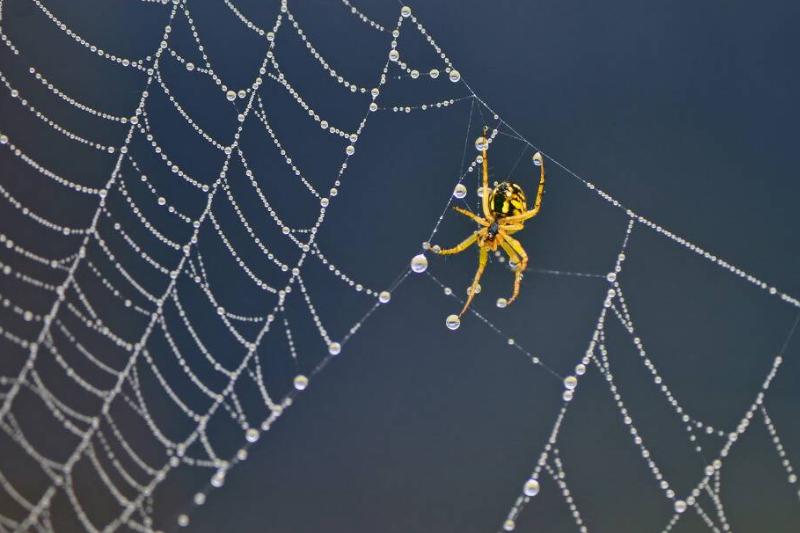 A small yellow spider standing in a rain-covered web.