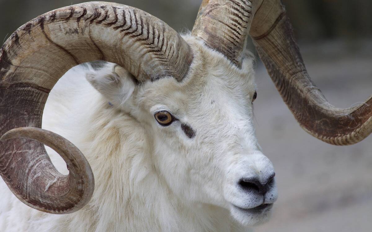 A white ram with large spiral horns.