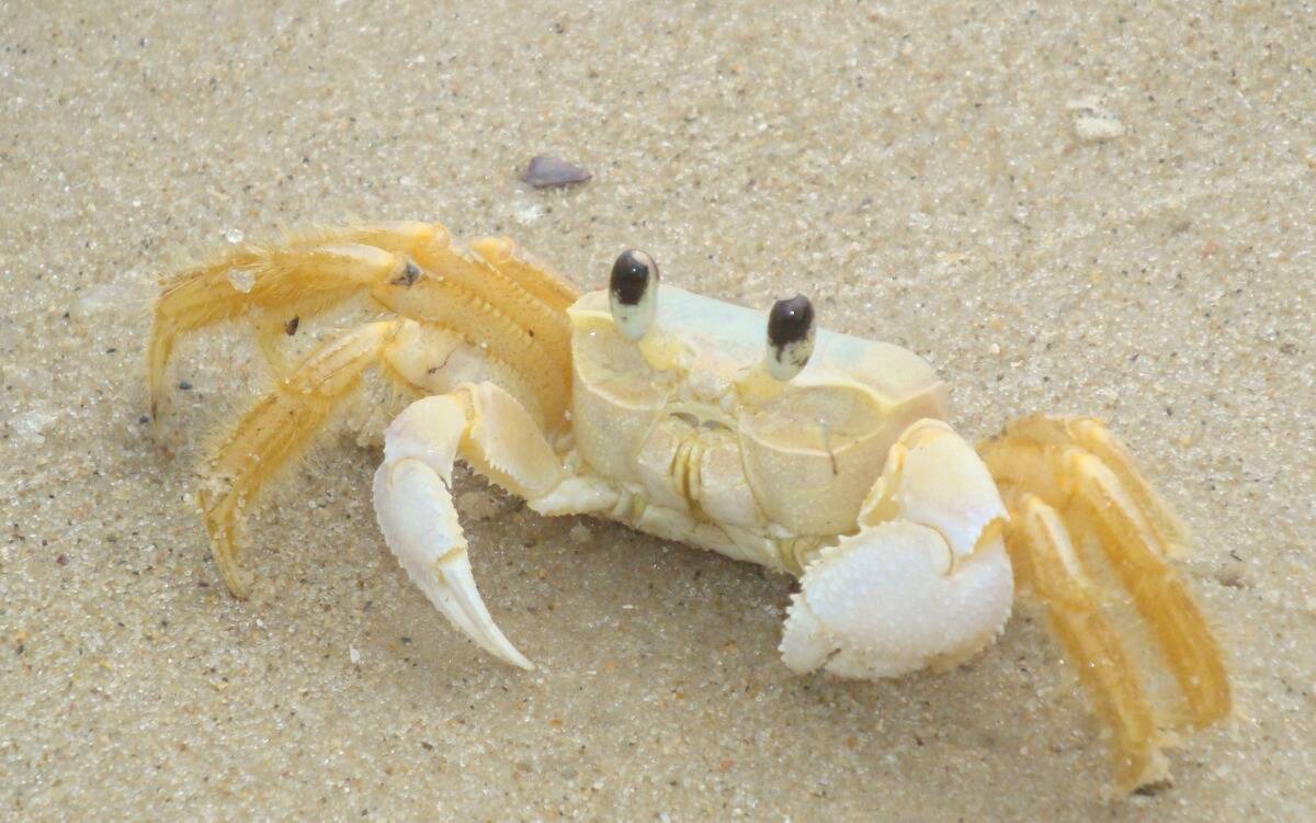 A pale crab standing atop sand.