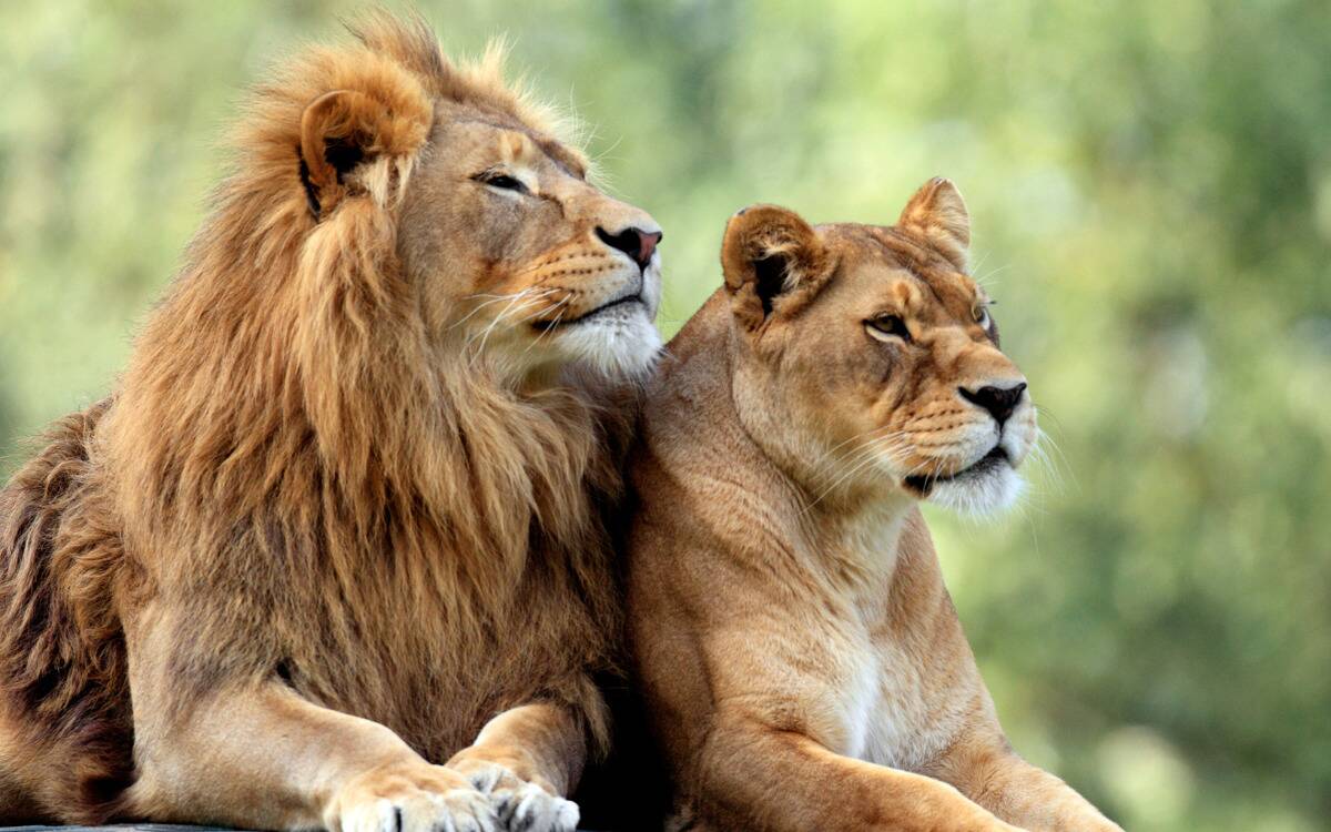 A male and female lion laying next to one another.