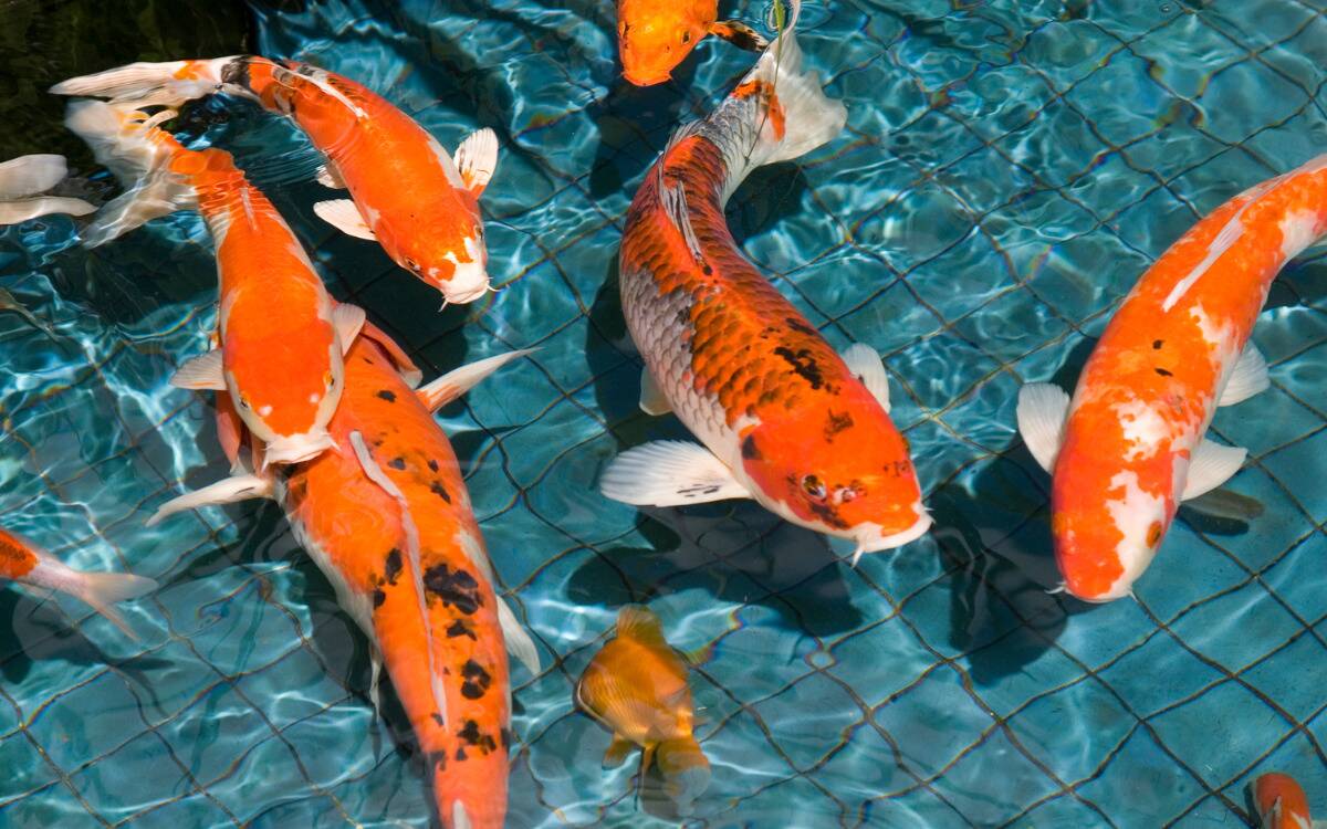 A group of koi fish swimming stop a bright blue tiled floor.
