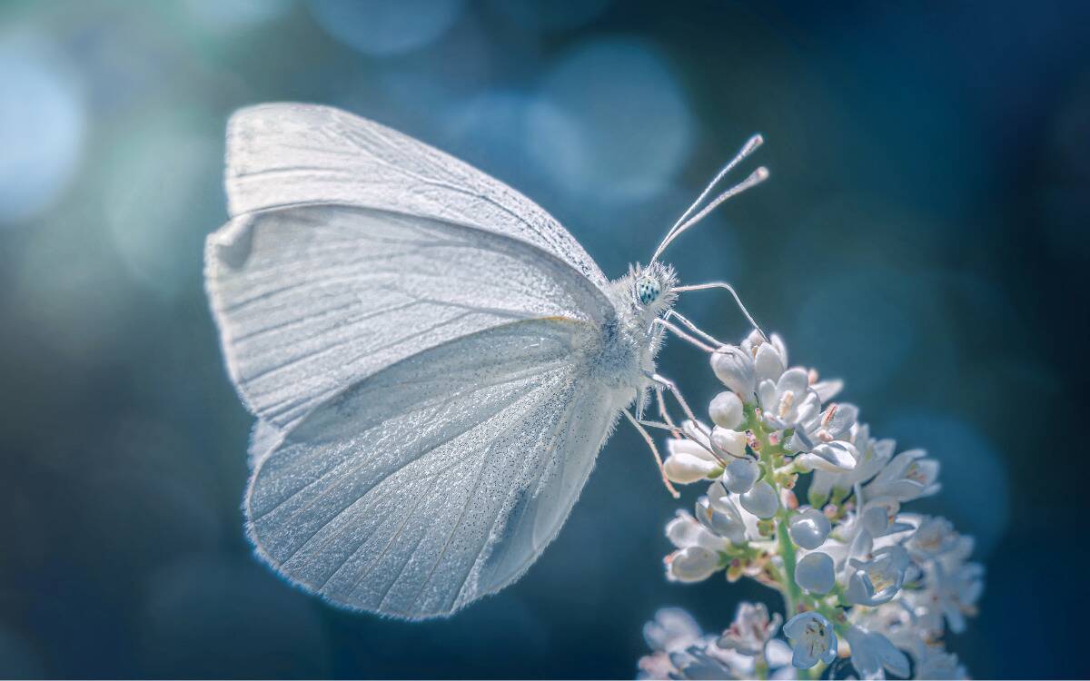 A macro shot of a white butterfly on a delicate white flower.