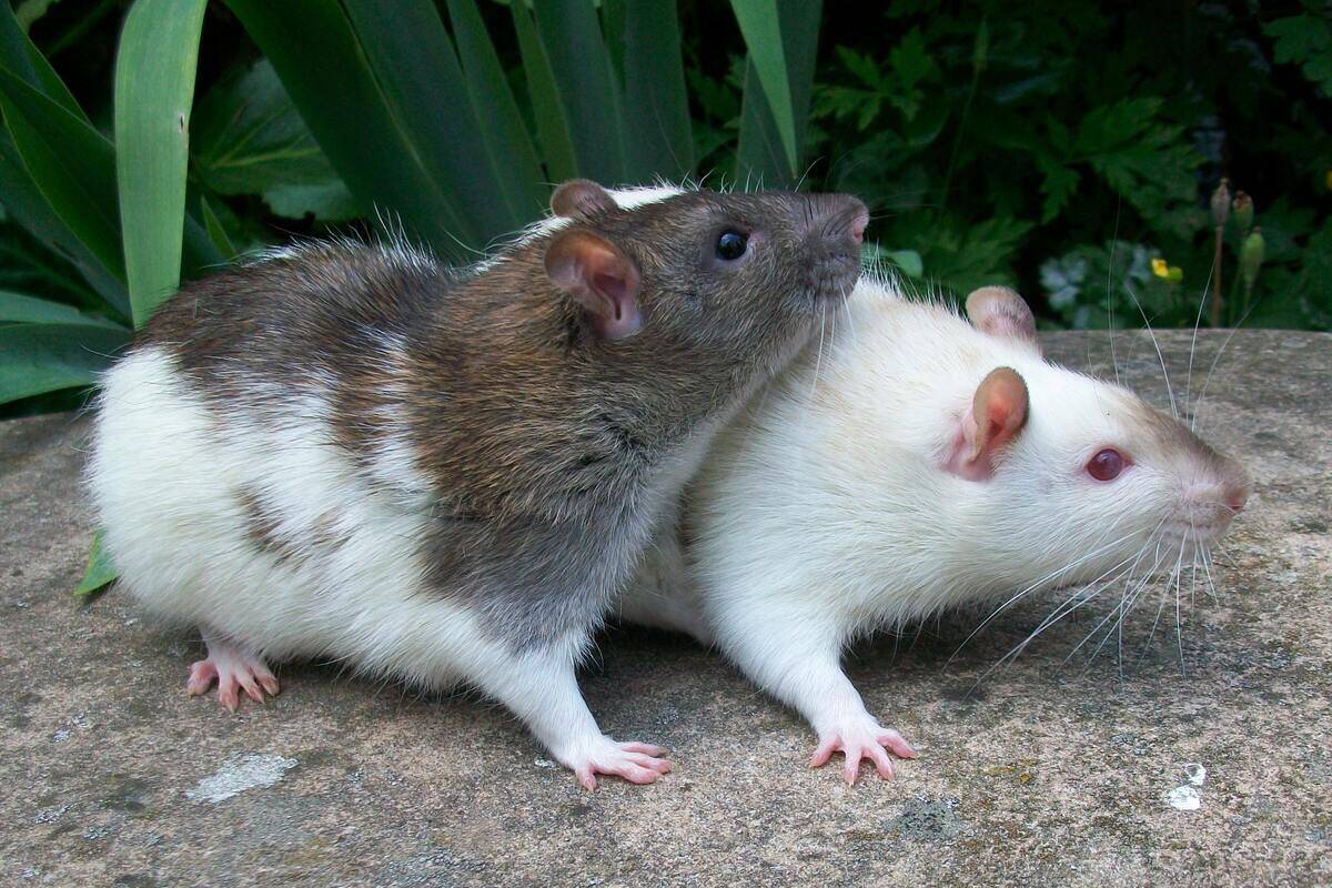 Two domesticated rats.
