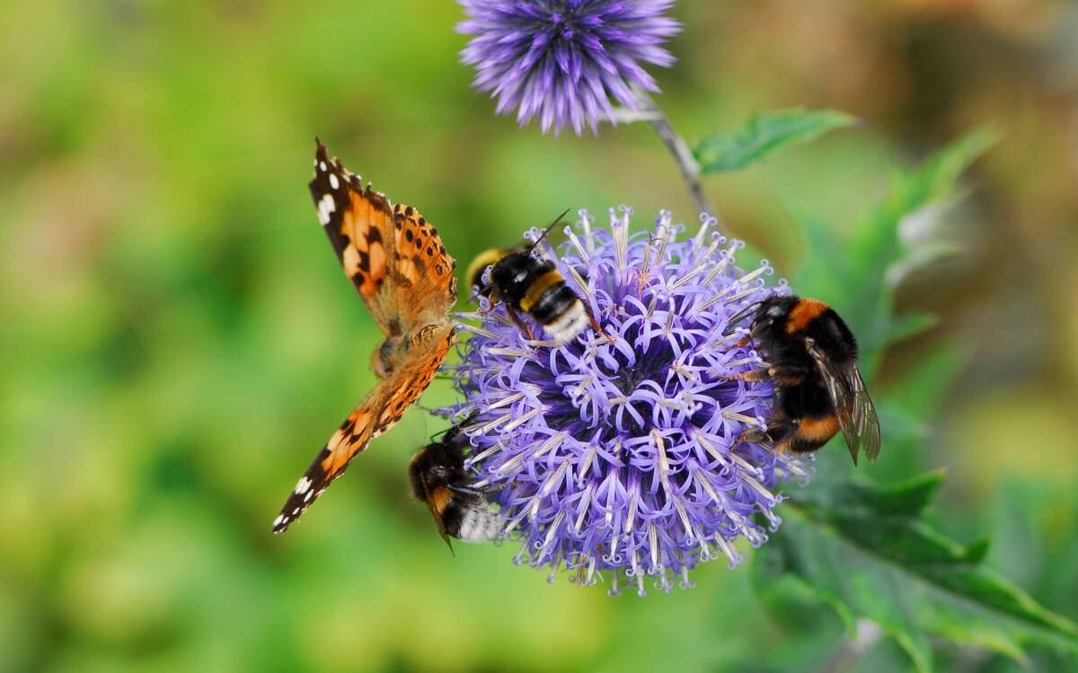 Three bees and a butterfly all gathered on one purple flower.