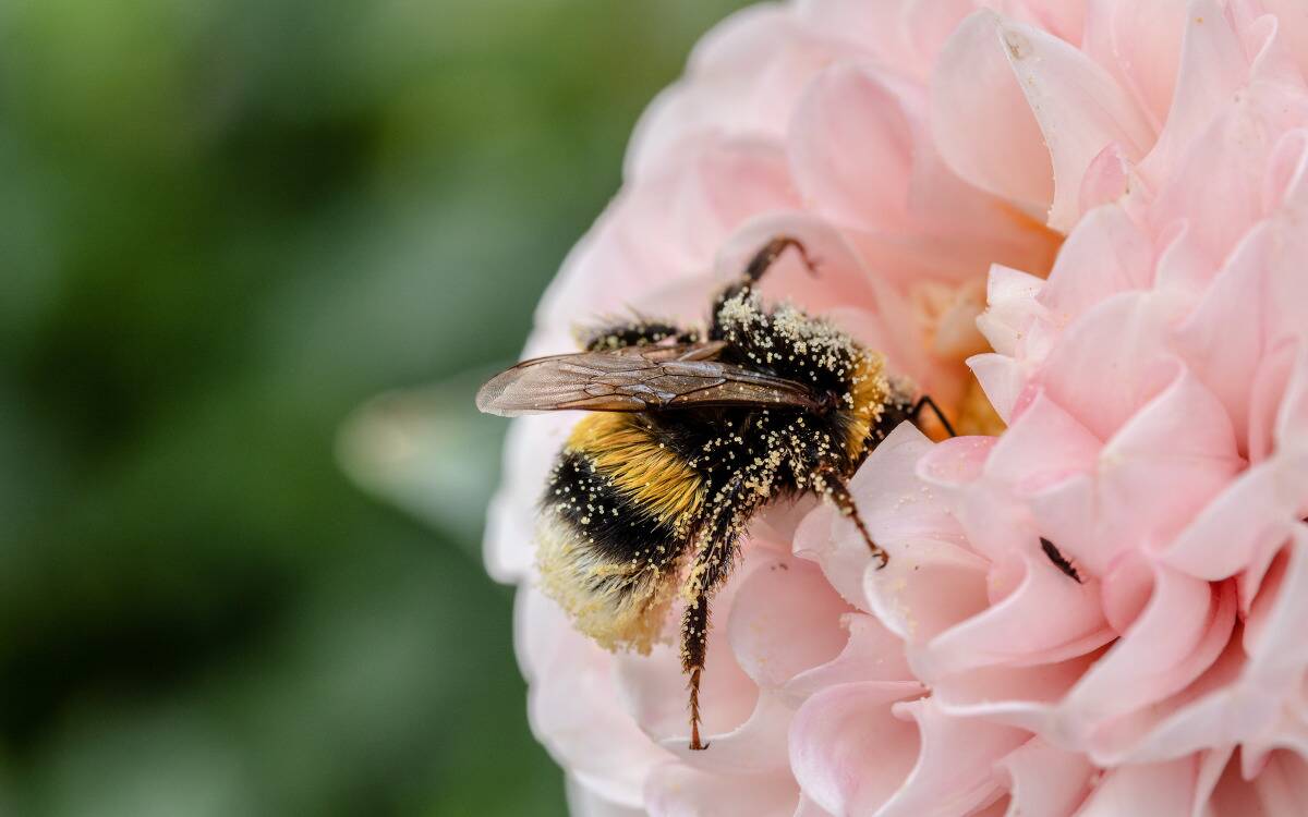 A bee with its head buried in a pink flower.