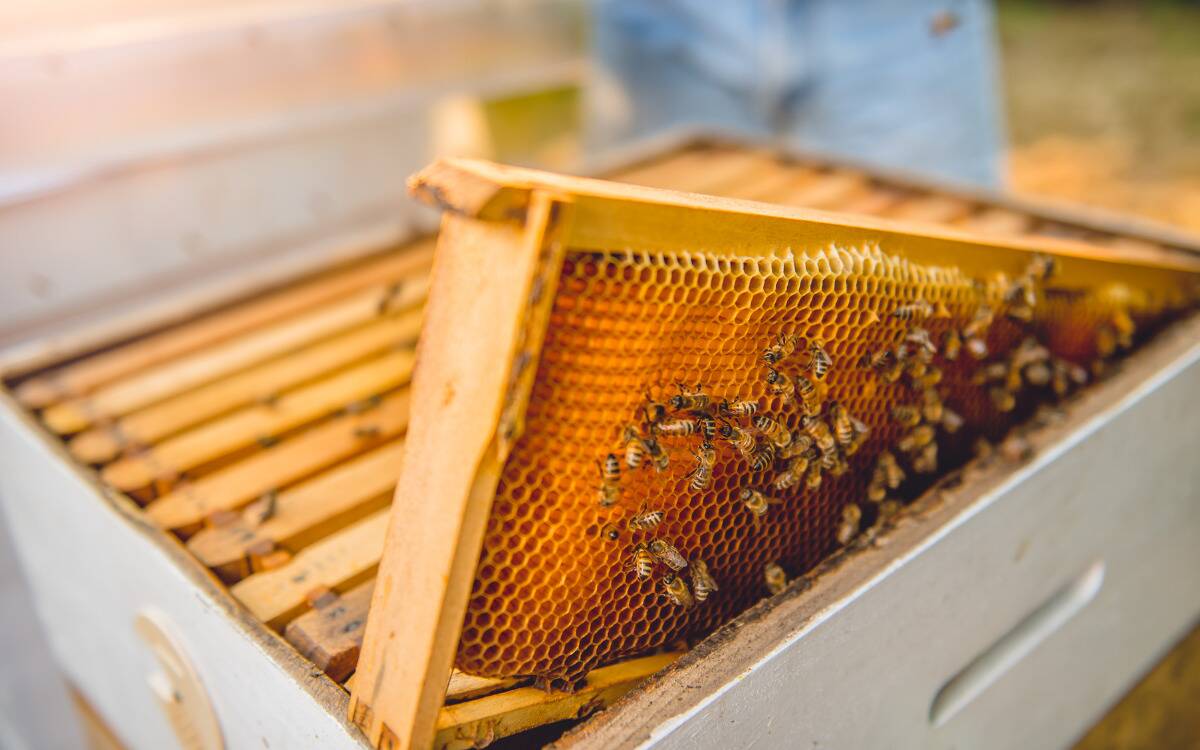 A man-made beehive rack, one of the frames half pulled out, showing off the hive structure and many bees.