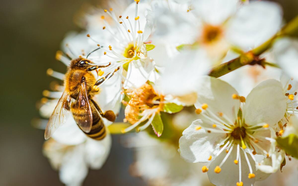 A bee on a small white flower.