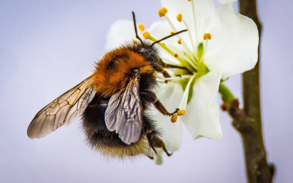 A closeup of a large bee on a small white flower.