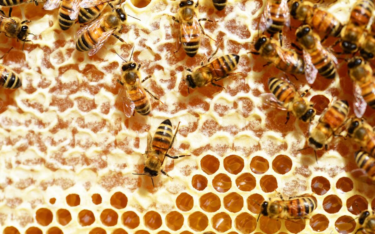 Bees walking atop a hive, many of the cells covered with wax.