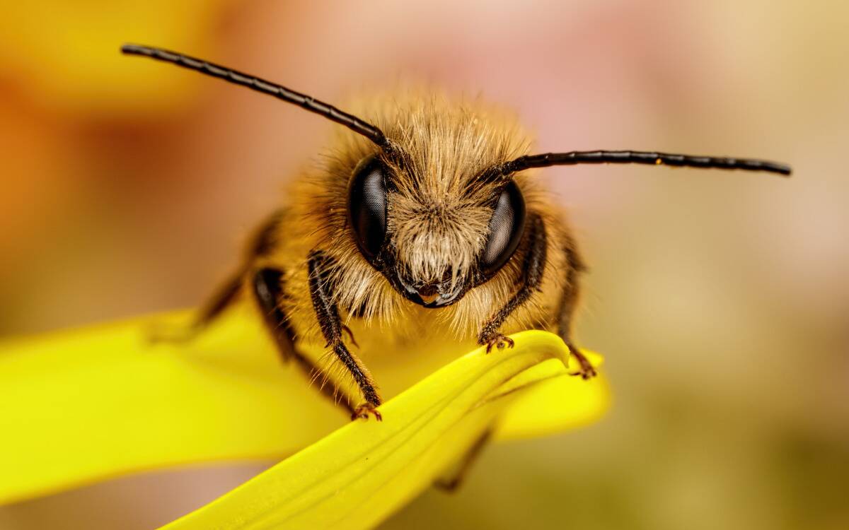 A closeup of a bee resting on a yellow petal.