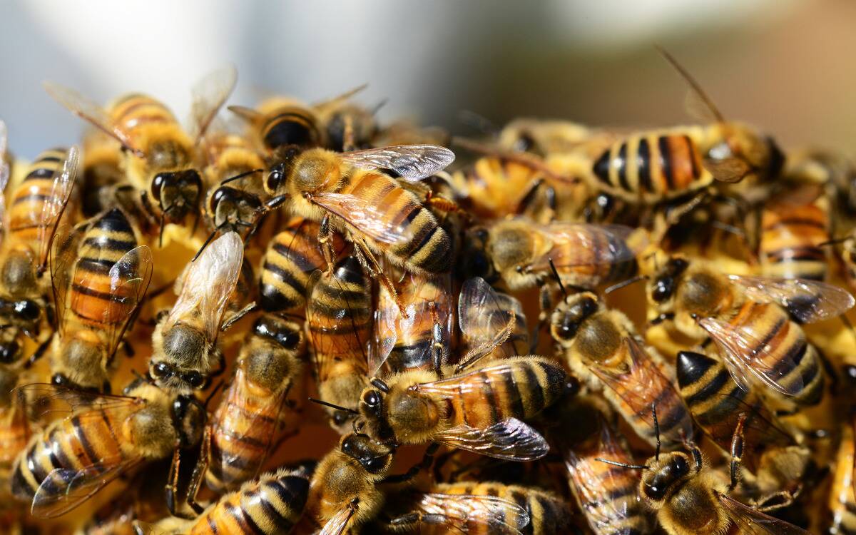 Many bees walking over the edge of a man-made hive rack.