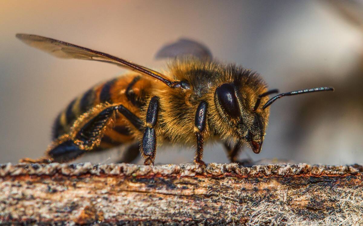 A closeup of a bee resting on a branch.