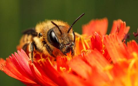 A closeup of a bee on an orange flower.
