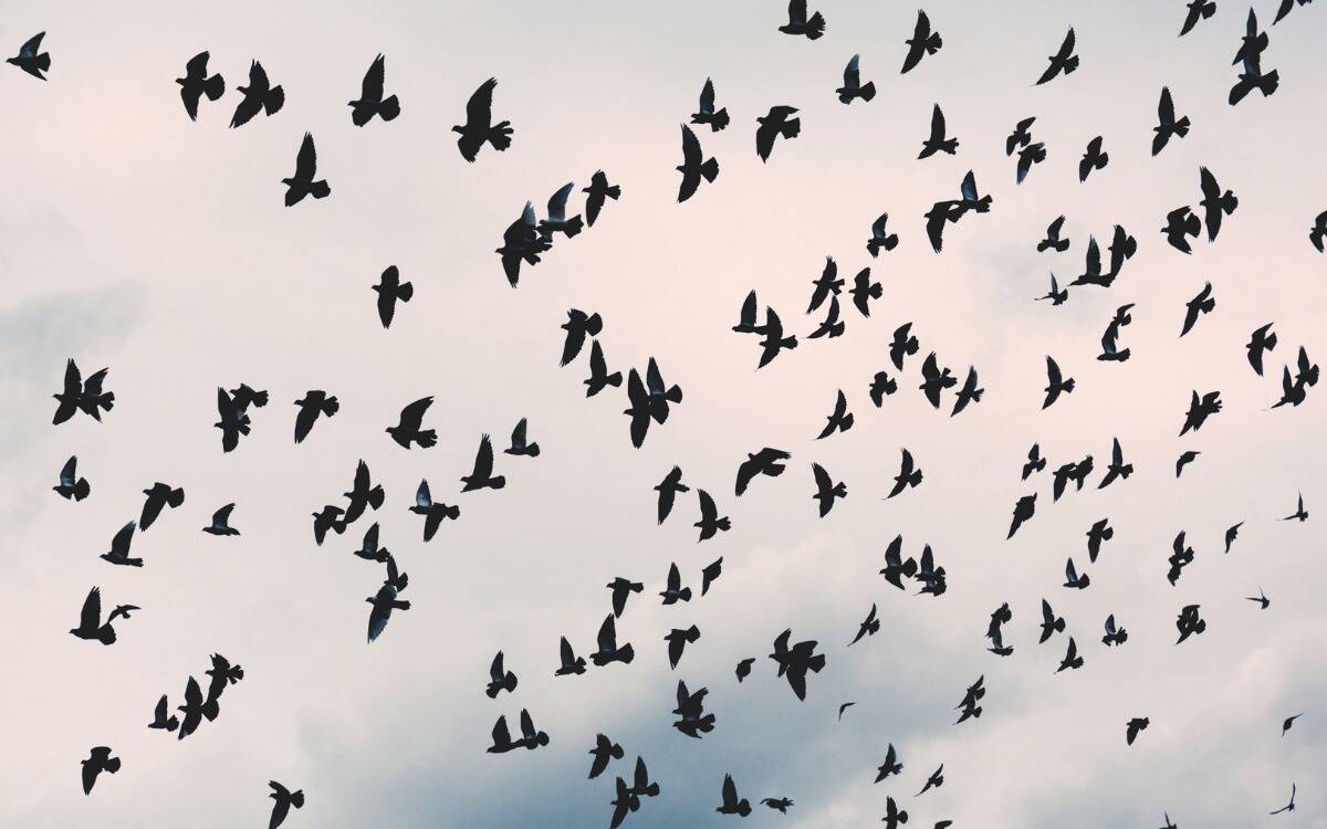 A large flock of birds flying through the sky.