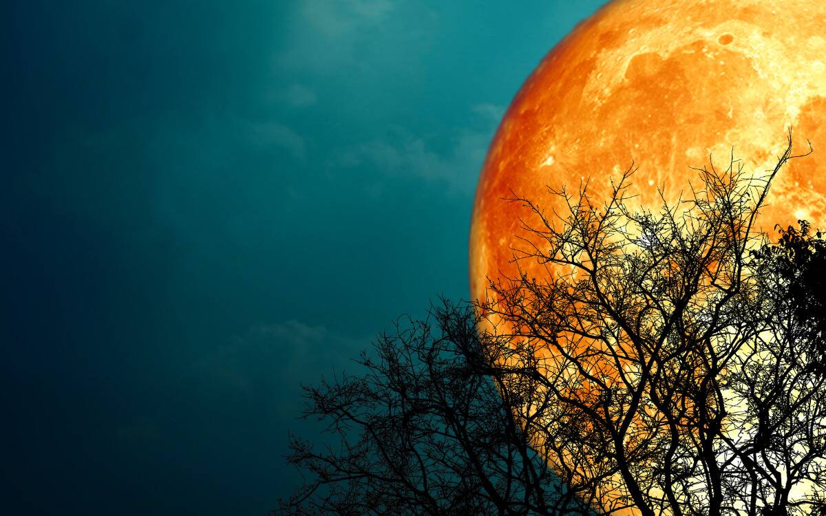 A large orange moon atop a teal sky, behind the silhouette of tree branches.
