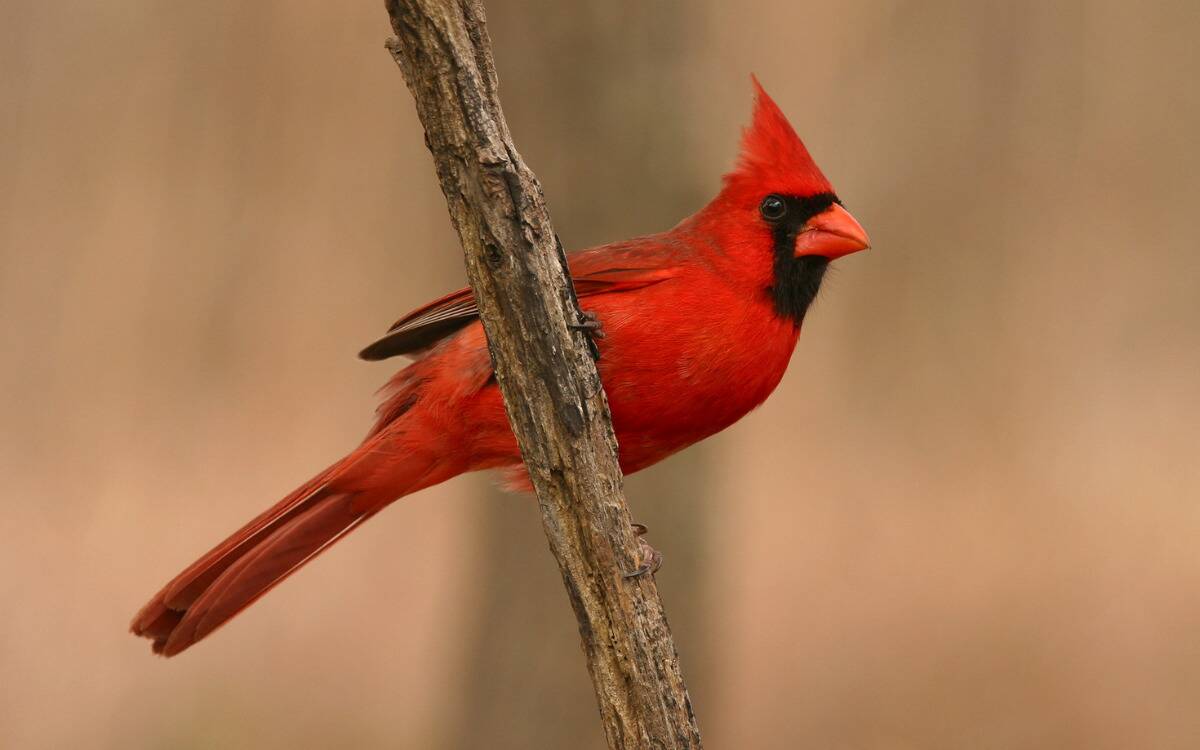 A cardinal on a branch.
