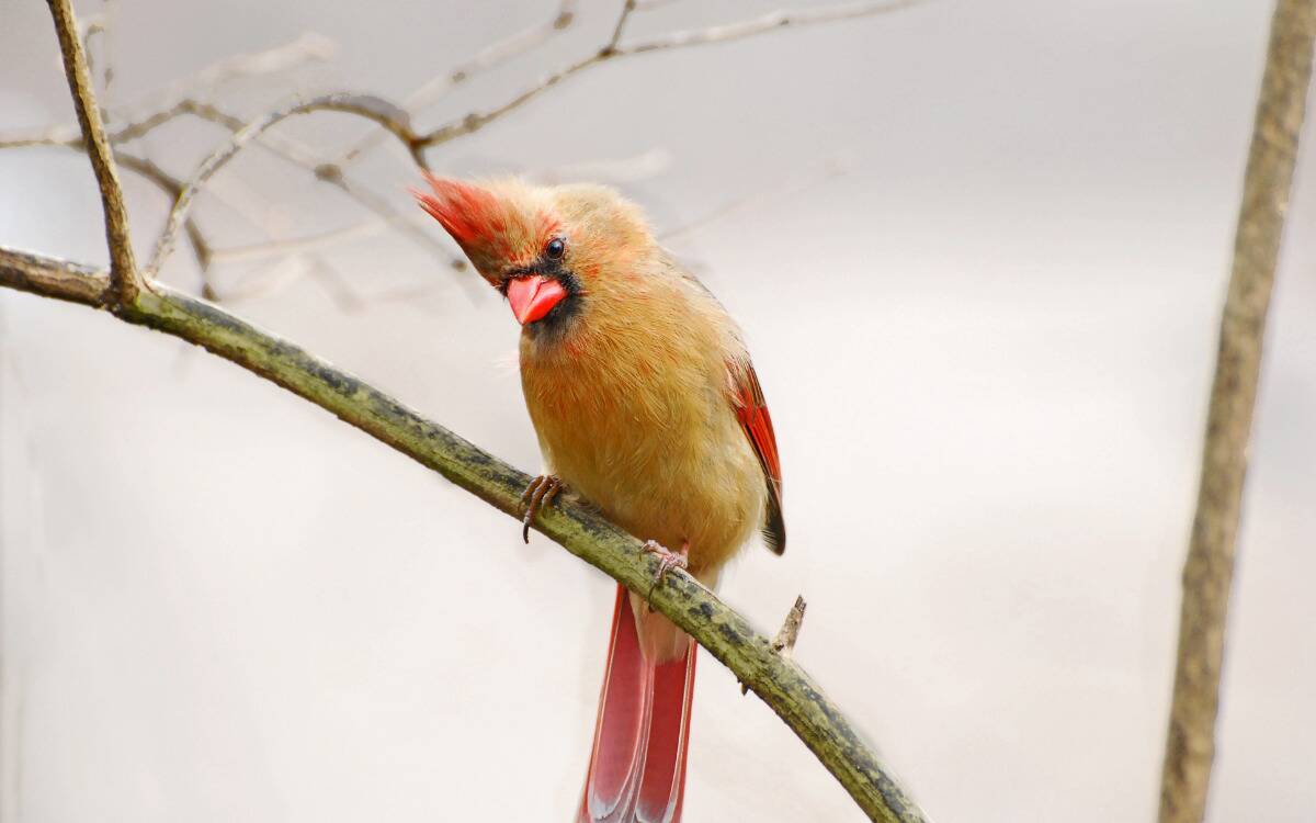 A female cardinal on a branch.