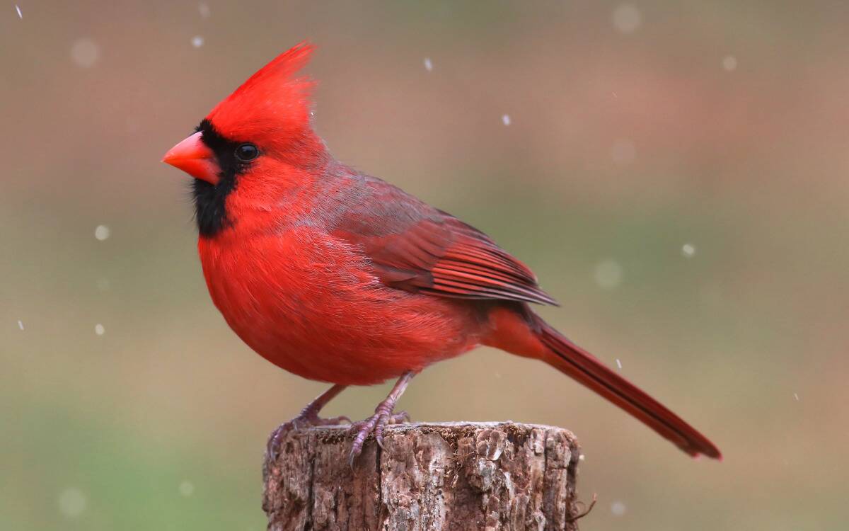 A cardinal on a small stump.