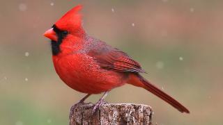 A cardinal on a small stump.
