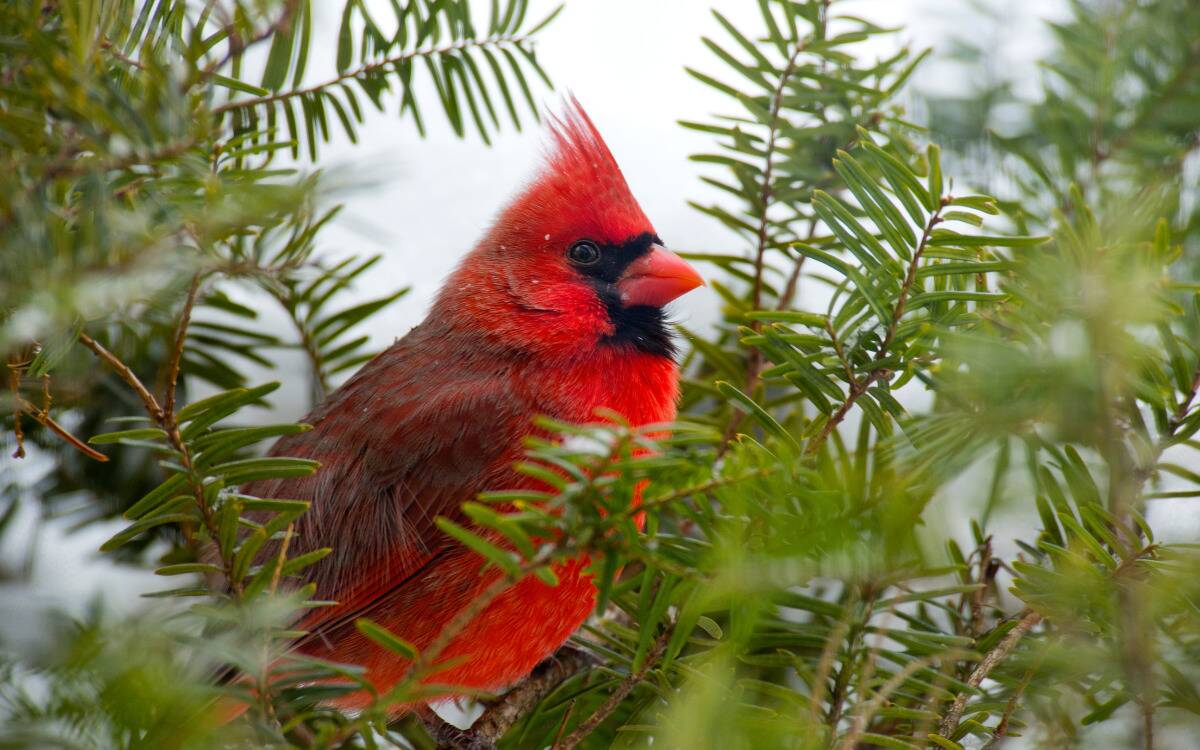 A cardinal among pine needles.