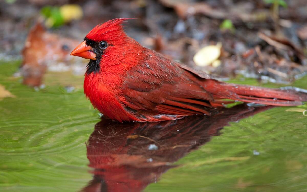 A cardinal in a puddle.